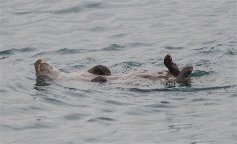 Isle of Skye Wildlife Tours