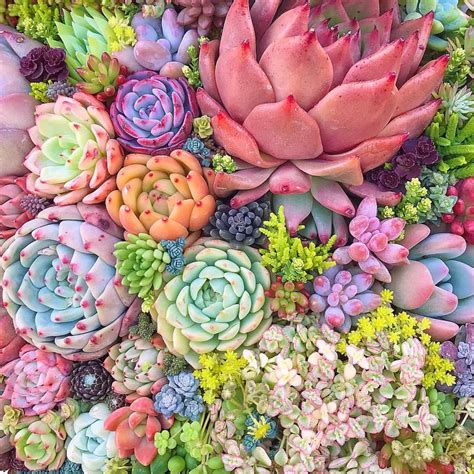 Pretty #succulents Colorful Succulents, Succulents In Containers, Instagram Tags, Instagram ...