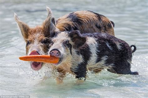 Bahamas' famous swimming pigs tussle over food | Daily Mail Online