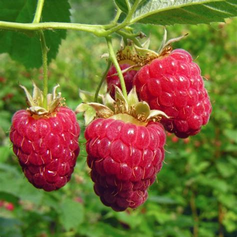 How To Prune Raspberry Bushes Alberta