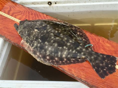 State of the Flatfish: Flounder numbers at record low | Walterboro Live