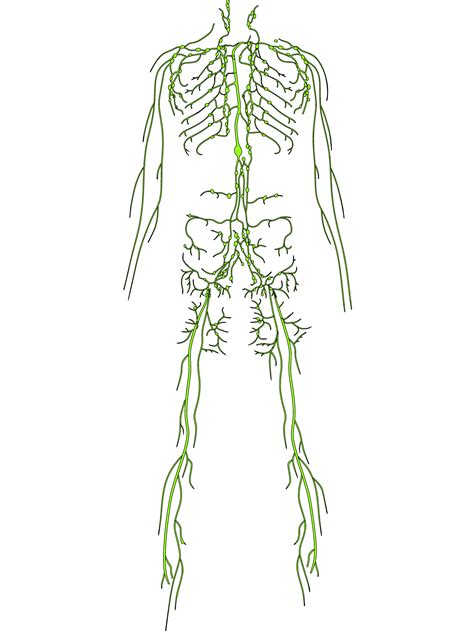 The Lymphatic System — Lymphatic Healing at Hawkwood Bodyworks