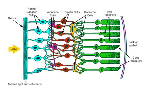 Rods and cones are called photoreceptors specialised cells