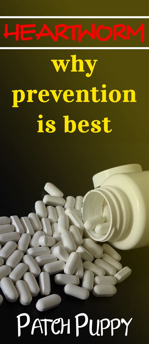 Heartworm – why prevention is best | Heartworm, Prevention, Heartworm prevention