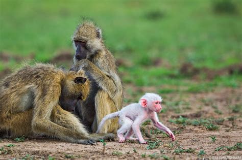 White Baby Baboon | Will Burrard-Lucas