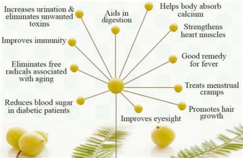 Maintain Youth and Glossy Skin, Keep Gooseberry in your Regular Diet ...