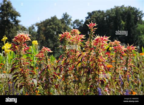 Amaranthus tricolor, Josephs coat Stock Photo - Alamy