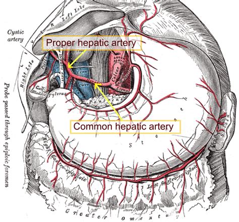 Hepatic artery proper - Wikiwand