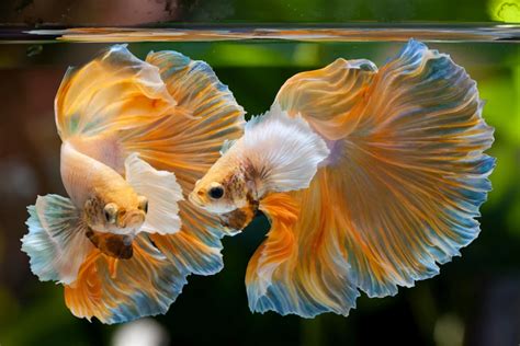 Dumbo Betta Fish / Betta Fish Siamese Fighting Fish Betta Splendens Dumbo Halfmoon Stock Photo ...