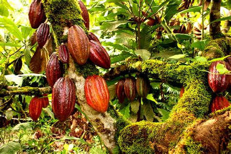 Nigeria is missing out on the latest European scramble for Cocoa | Nairametrics