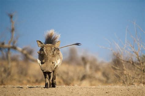 Pumbaa Meaning – The Real Story Behind the African Warthog