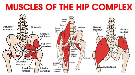 Various causes of hip pain, and how to fix it - MSK Neurology