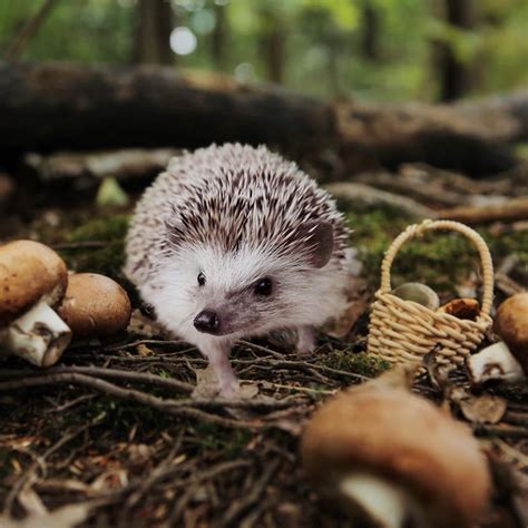 2,175 отметок «Нравится», 15 комментариев — CINNAMON THE HEDGEHOG (@cinnamon.hodgepodge) в ...