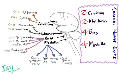 Cranial Nerves Face Mnemonic