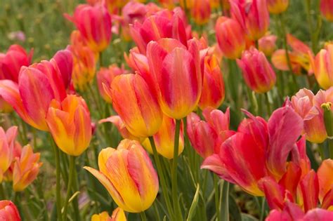 Free Photo | Field with pink tulips.