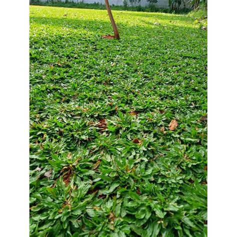 Rumput Gajah Mini Hijau - Jual Beli Saling Untung