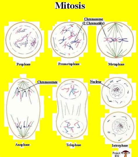 Reproduction - goose barnacle resource