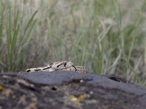 Colorado Snakes Great Basin Gopher Snake (Pituophis catenifer deserticola) - Colorado Herping