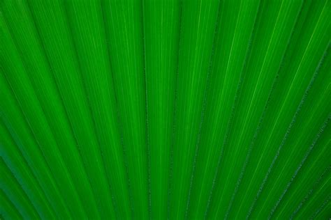 Tropical Leaf Background Free Stock Photo - Public Domain Pictures