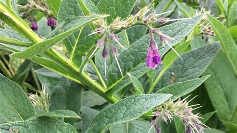 How to use Comfrey