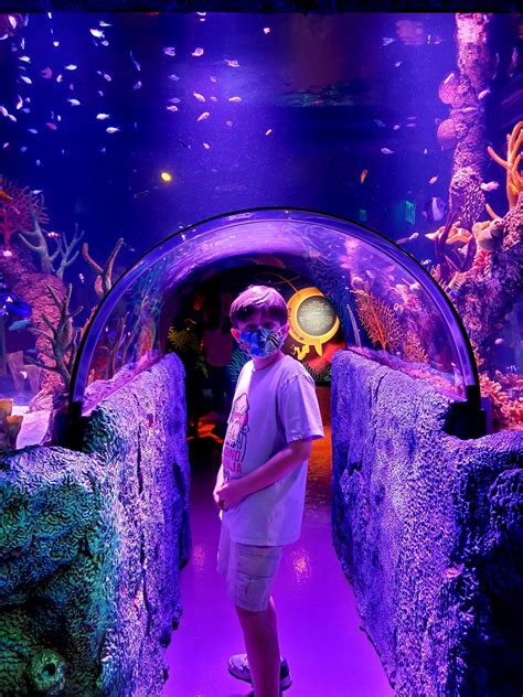 Have a Tunnel of Fun at SEA LIFE San Antonio Aquarium