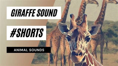 🦒 Giraffe Sound #shorts - giraffe sounds | animal sounds #shorts | Animal sounds, Animated ...