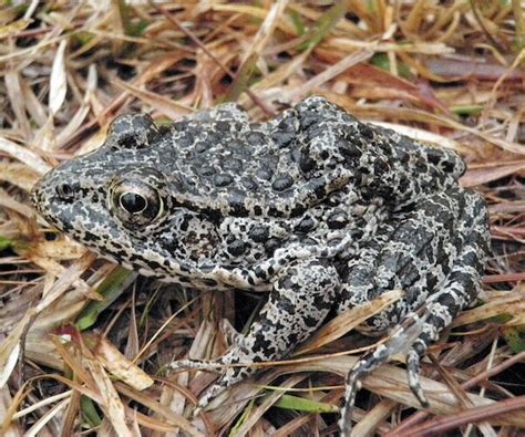 Supreme Court to Hear Dusky Gopher Frog Habitat Case | Newsmax.com