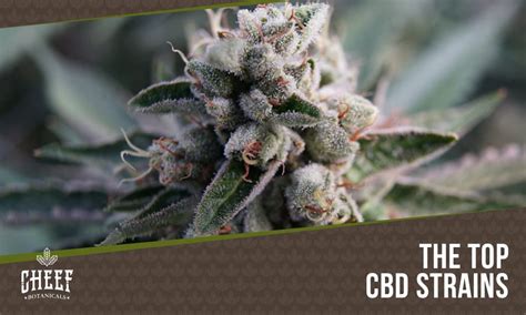 9 Best CBD Strains - Top Hemp Strains You Must Try