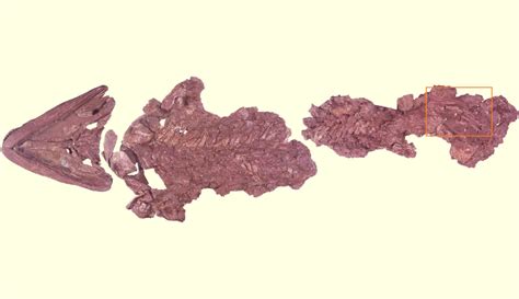 New Fossils of Tiktaalik roseae Amaze Scientists | Sci.News