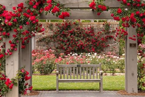 The charming and romantic beauty of a splendid rose garden