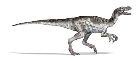 Herrerasaurus vs. Velociraptor: The Five Major Differences - A-Z Animals