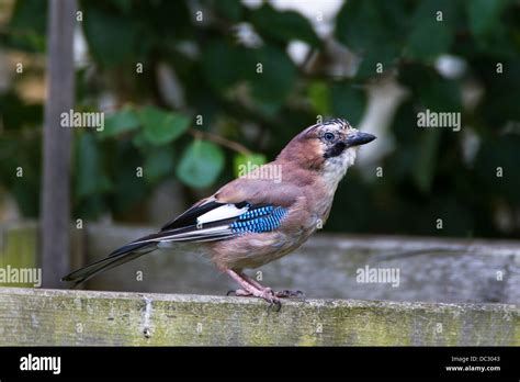 Jay.Garrulus glandarios Corvidae Stock Photo - Alamy