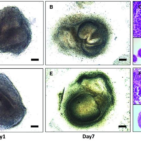 Activation of JNK signaling in polarized dental papilla cells. (A) At... | Download Scientific ...