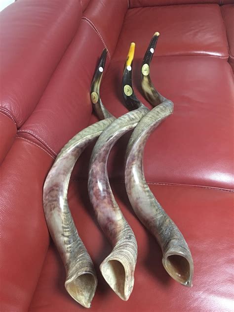 Sale for Yemenite Shofar Kudu Horn Chofar 49 125CM - Etsy