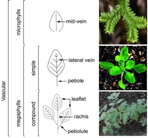 What is the main difference between Microphylls and Megaphylls?