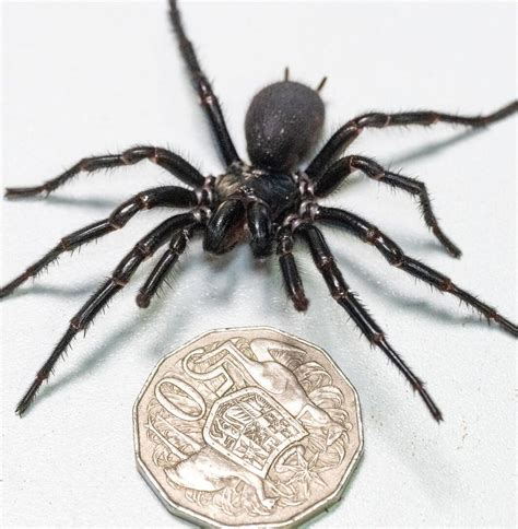 Largest Male Funnel-Web Spider Finds a Home at Australian Reptile Park - Our Funny Little Site