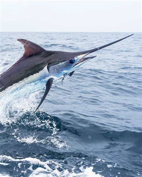 Join the Conservation Efforts to Save the Western Atlantic Blue Marlin ...