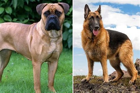 The Bullmastiff German Shepherd Mix: A Powerful and Intelligent Mix