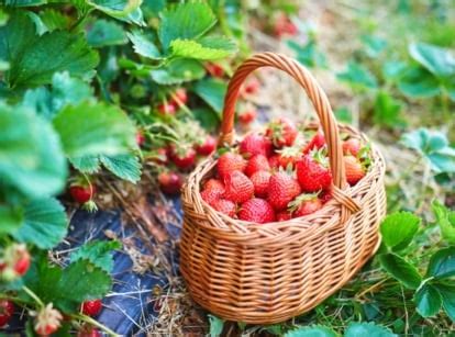 Lingonberry Plants: The Ultimate Guide- Epic Gardening