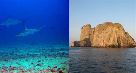 Isla Malpelo, un santuario de fauna y flora abierto para el disfrute de ...