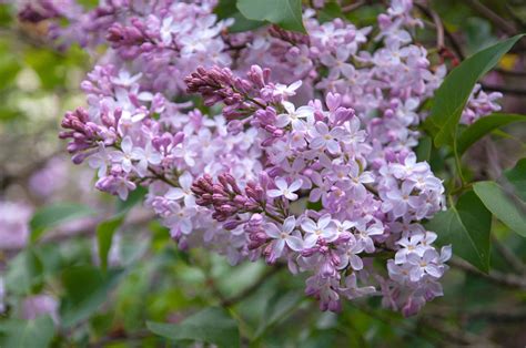 Lilac Bush: Plant Care & Growing Guide