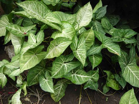 Arrowhead Vine (Syngonium podophyllum) Love these plants, they grow as vines or make a great ...