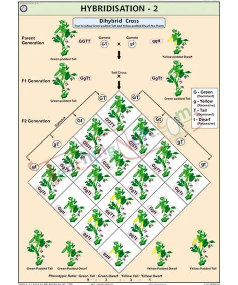 Hybridisation-2 (Dihybrid Cross) Chart – TeachingNest