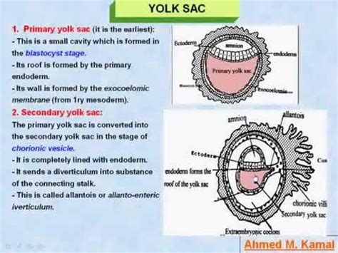 Yolk Sac Biology Britannica