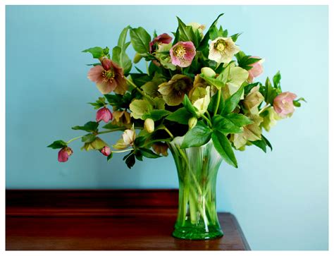 #hellebore #lentenrose | Lenten rose, Flower arrangements, Bloom