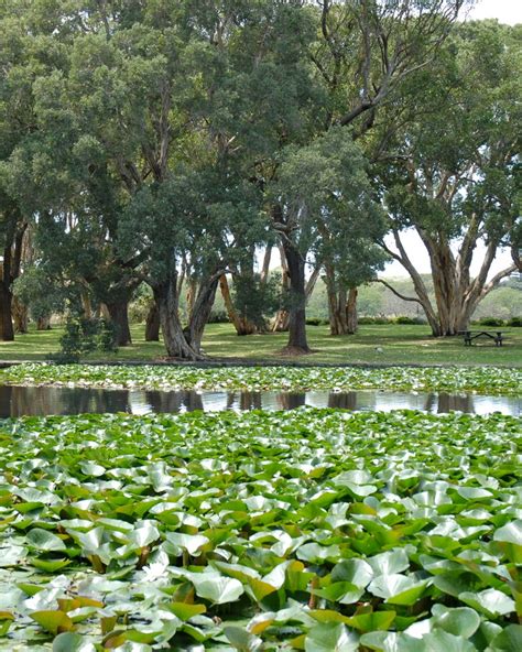 Centennial Park, Sydney - Sports-Outdoors Review - Condé Nast Traveler