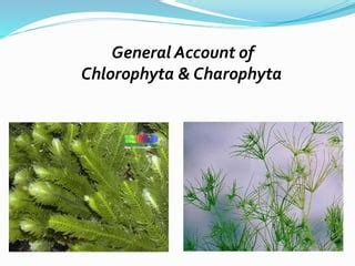 General Account of Chlorophyta & Charophyta | PPT