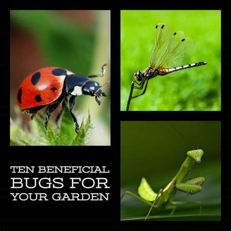 The 10 Best Bugs for Your Garden - Dengarden