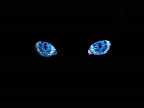 Black Cat Eyes Wallpaper - WallpaperSafari