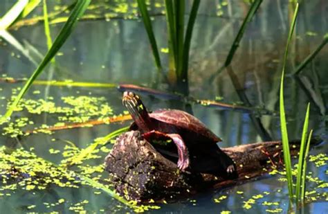 Painted Turtle - Description, Habitat, Image, Diet, and Interesting Facts